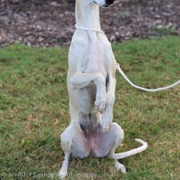 Whippet All Grown Up from Skyline Whippets