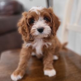 Lola - Apricot female Cavapoo puppy in Atmore, Alabama from Gulf Coast Puppies
