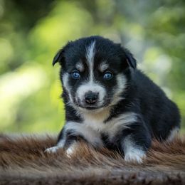 Pomsky Puppies from Pioneer Peak Pomskies