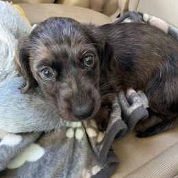 Dachshund Puppies from Doxie Gang