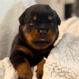 Purple - Black and mahogany female Rottweiler puppy in Kissimmee, Florida from Macht Haus Rottweilers