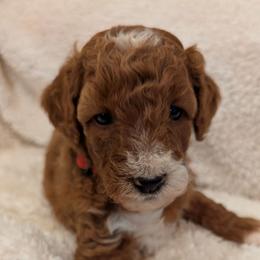 Red Collar Girl - Red  female Poodle puppy in Silverton, Oregon from Rambler Goldens