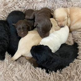 Labradoodle puppies from Moore than Dogs