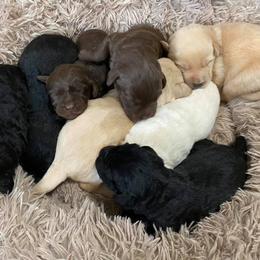 Labradoodle puppies from Moore than Dogs