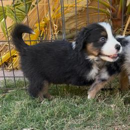 Drizzle - Black tri male Miniature American Shepherd puppy in Phoenix, Arizona from Outlaw Minis