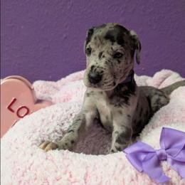 Elise - Merle female Great Dane puppy in Brooksville, Florida from Follow My Lead Great Danes