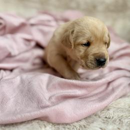 Labrador Retriever Puppies from Knotty Creek Labradors