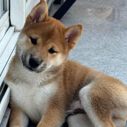 Leo - Red male Shiba Inu puppy in Elizabeth, New Jersey from Shiba Inu Loving Care