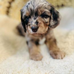 Winona - Merle female Cavapoo puppy in Natural Bridge, Virginia from Rockbridge Puppies