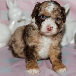 Spanky - Chocolate merle male Bernedoodle puppy in Gilbert, Arizona from Safe Havynn Doodles