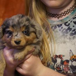 Jade - Blue merle male Miniature Australian Shepherd puppy in Ada, Oklahoma from Caprock Mini & Toy Aussies