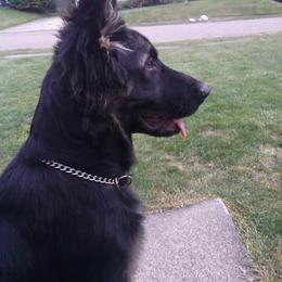German Shepherd Puppies from EshelmanSchwitz German Shepherd Dogs