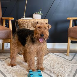 Iroh - Welsh Terrier