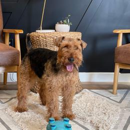 Iroh - Welsh Terrier