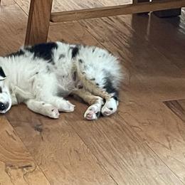 Aussiedoodle, Bulldog, Miniature Australian Shepherd, Poodle, and Toy Australian Shepherd Puppies from Mowry Creek Mini Aussiedoodles and More