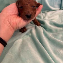 Pink - Red  female Poodle puppy in Riverside, California from Riverside red poodles