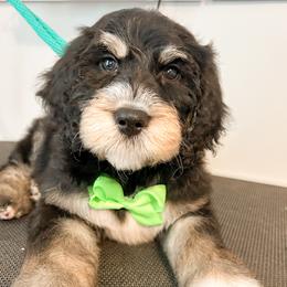 Gus Gus (Green) - male Golden Mountain Doodle puppy in Boiling Springs, South Carolina from OlliePups, LLC