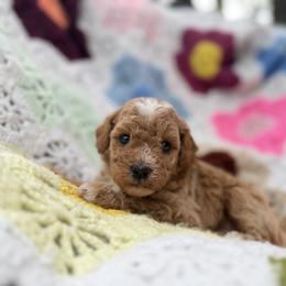 Duchess - Red  female Goldendoodle puppy in Bentonville, Arkansas from Bentonville Doodles