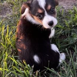 Pembroke Welsh Corgi Puppies from JD's Corgi Kennel