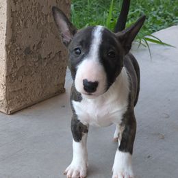 Miniature Bull Terriers from Desert Desperados