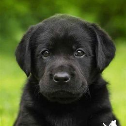 Labrador Retriever Puppies from Belquest Labradors