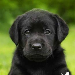 Labrador Retriever Puppies from Belquest Labradors