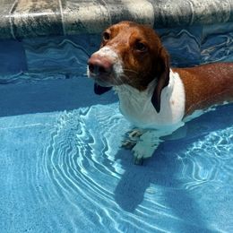 Dachshund puppies from Dach of Doxies
