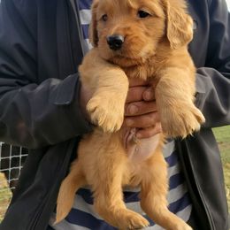 Golden Retriever Puppies from Emma's Golden Puppers