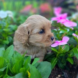 Mrs. Potts - female Cavapoochon puppy in Bullard, Texas from Cavapoochon Central LLC
