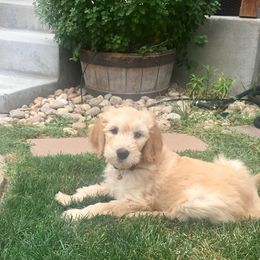 Goldendoodle Puppies from Plantation Puppies