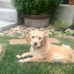 Goldendoodle Puppies from Plantation Puppies