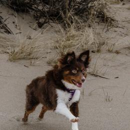 Australian Shepherd, Miniature American Shepherd, and Miniature Australian Shepherd All Grown Up from Spirited Aussies