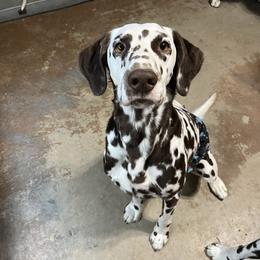 Romeo - Dalmatian