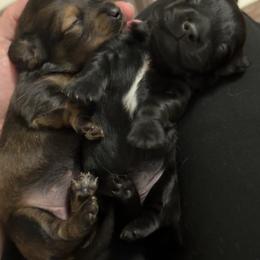 Mulan - Black female Dachshund puppy in Erie, Michigan from Champagne’s Grinch Toe’d Dachshunds