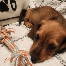 Dachshund Puppies from Darling Dachshunds