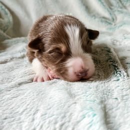 Australian Shepherd Puppies from Burdock Hill Australian Shepherds