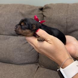 Pink Collar Girl - Blue and gold female Yorkshire Terrier puppy in Dewy Rose, Georgia from Dewy Rose Yorkies