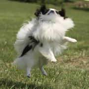 Japanese Chin All Grown Up from Willowood Dog Kennel