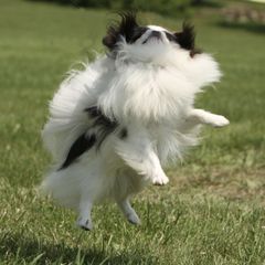 Japanese Chin All Grown Up from Willowood Dog Kennel