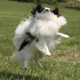 Japanese Chin All Grown Up from Willowood Dog Kennel