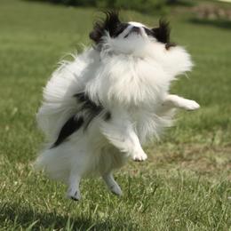 Japanese Chin All Grown Up from Willowood Dog Kennel