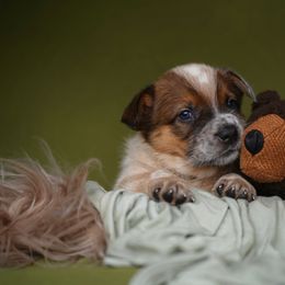 Australian Cattle Dog and Collie Puppies from Blackberry Hills