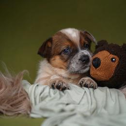 Australian Cattle Dog and Collie Puppies from Blackberry Hills