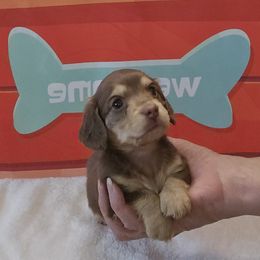 Dachshund Puppies from Emery's Dachshundville