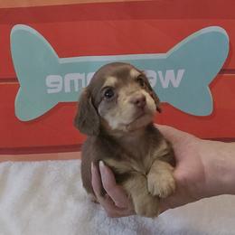 Dachshund Puppies from Emery's Dachshundville