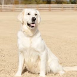 Liberty - Golden Retriever