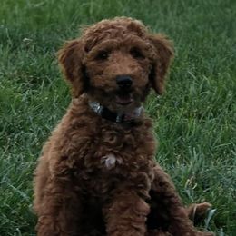 Goldendoodles from Haney’s Doodles