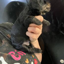 Basil-Boy 2 - Black and cream male Dachshund puppy in Bigfork, Minnesota from Dachshunds Up North