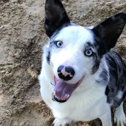 Border Collies from Mccurry Farms