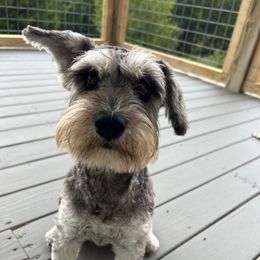Winston - Miniature Schnauzer